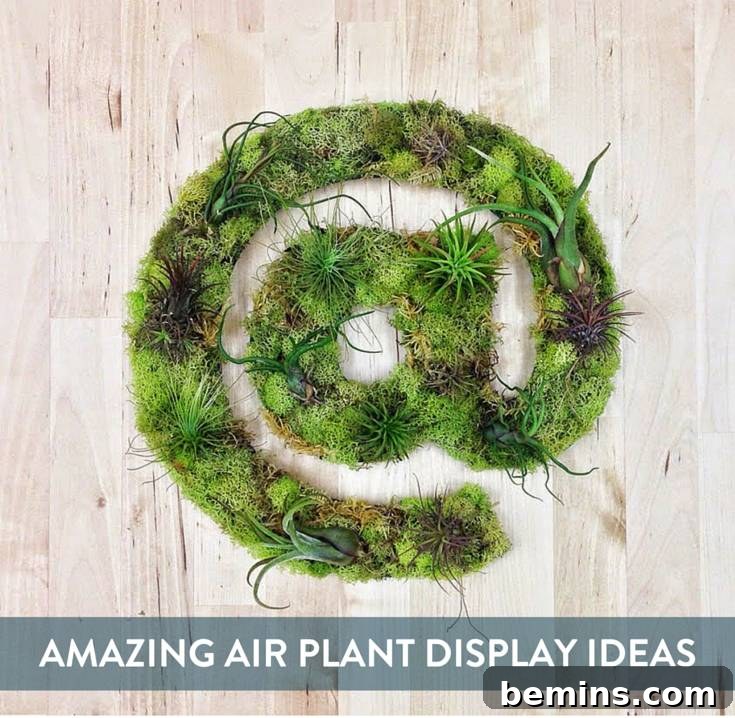 10 Stylish Ways To Display Air Plants