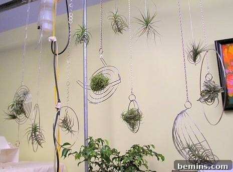 Silver chains and hoops air plant display