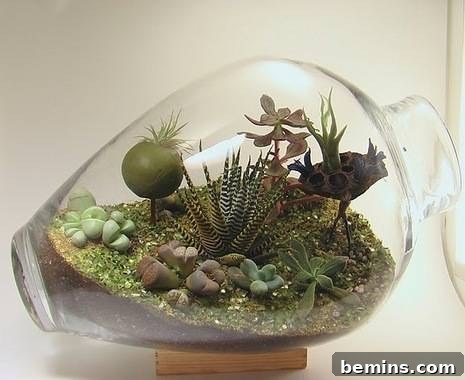 Air plant terrarium