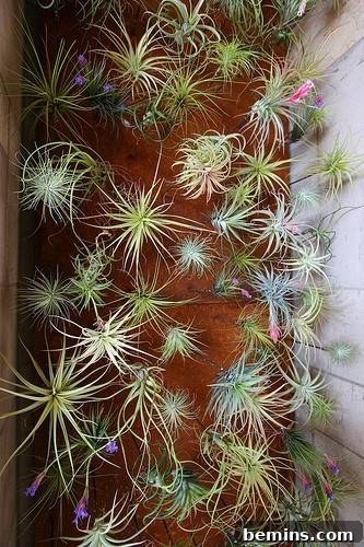 Air plant installation detail