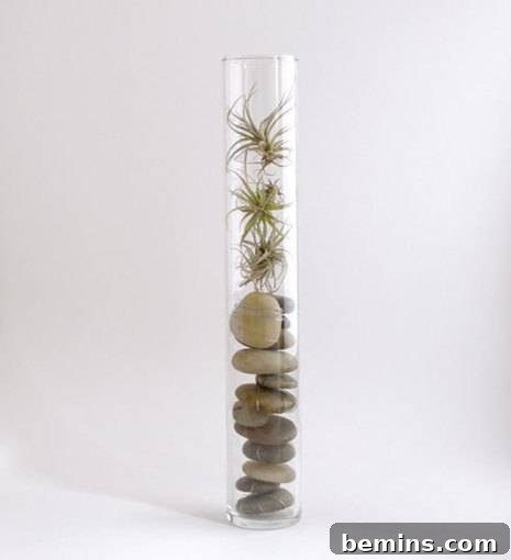 Upright glass tube holding air plants