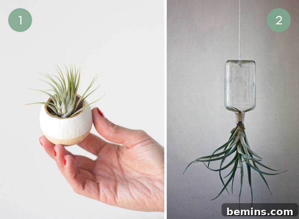 Unique ways to display tillandsia.