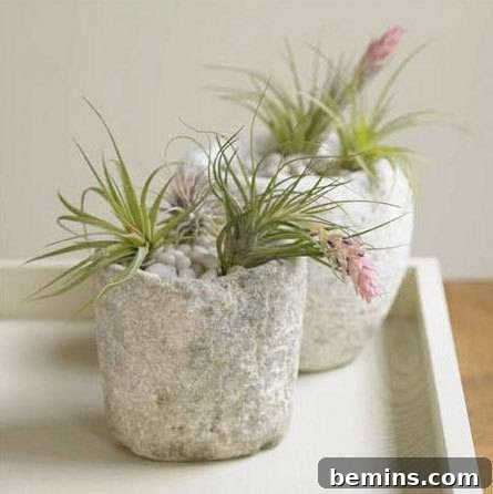 Two plants in white pots atop a white shelf