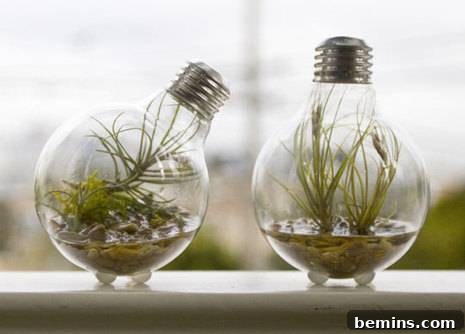 Air plants displayed in inverted clear lightbulbs