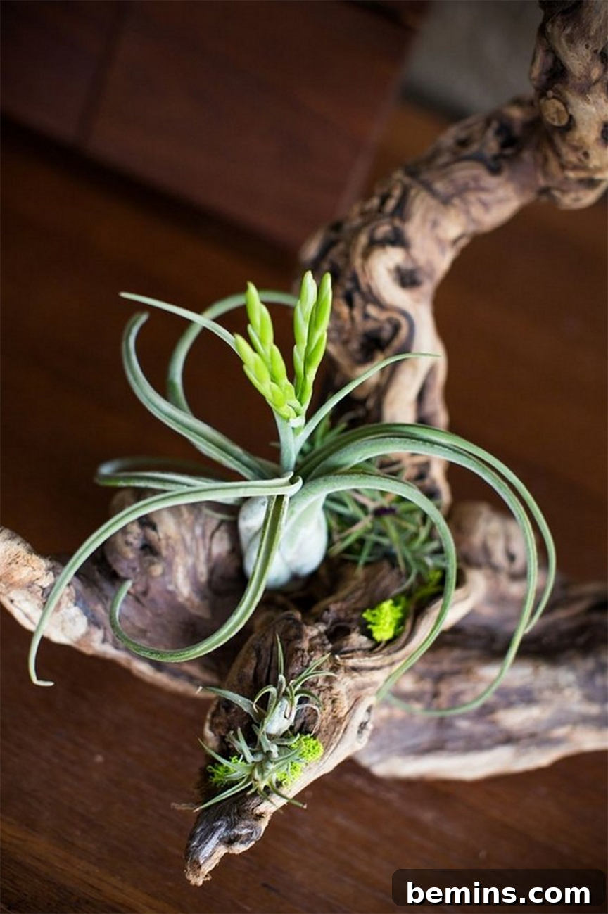 10 Stylish Ways To Display Air Plants