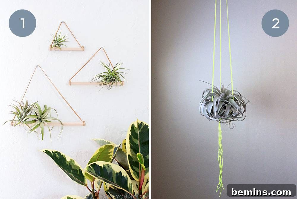 10 Stylish Ways To Display Air Plants