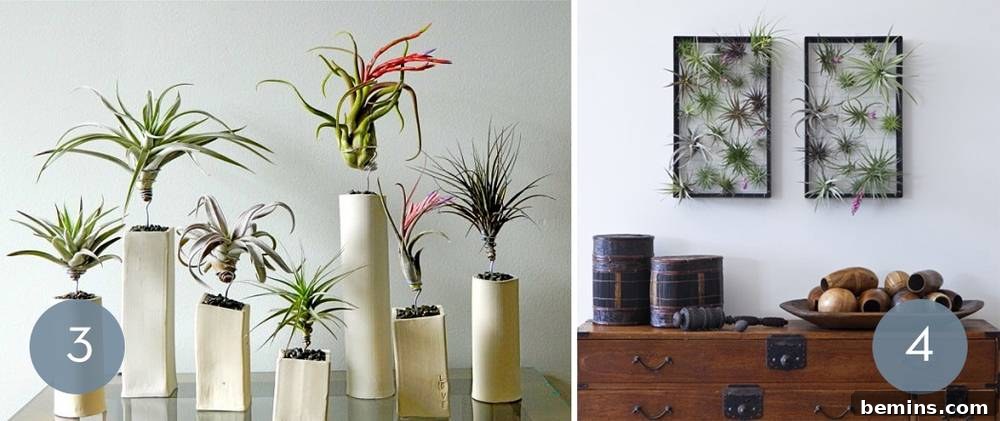 10 Stylish Ways To Display Air Plants