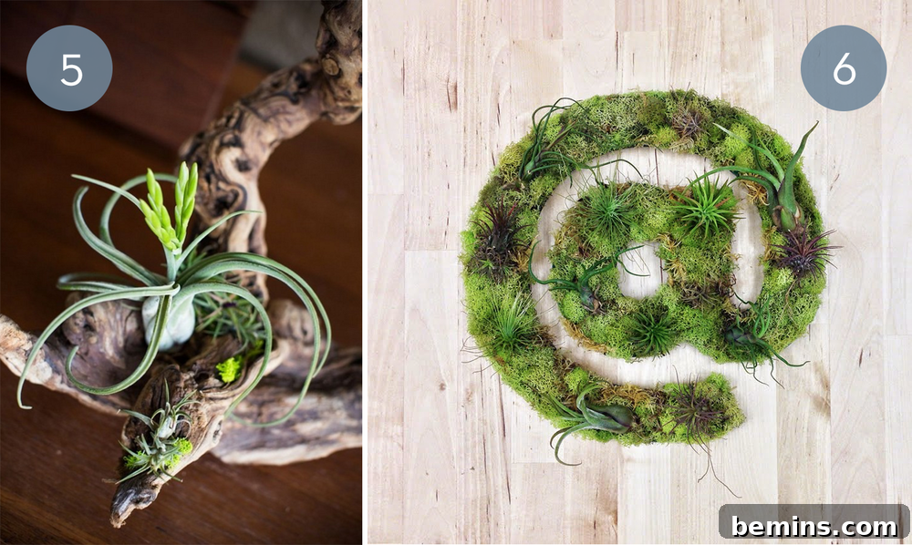 10 Stylish Ways To Display Air Plants