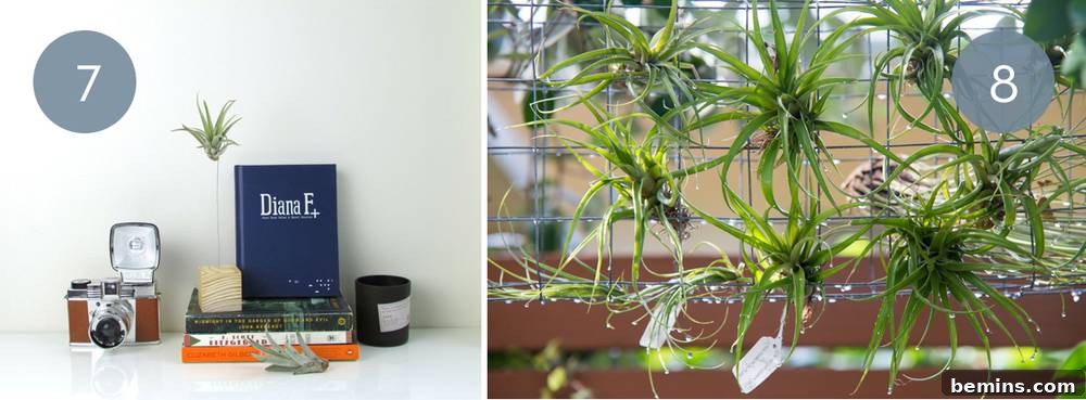 10 Stylish Ways To Display Air Plants