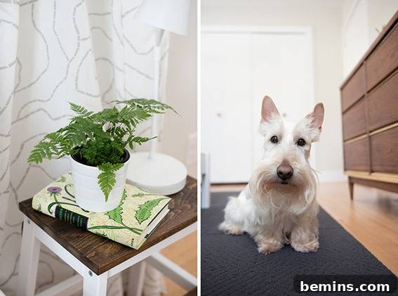 Scandinavian Sanctuary: Bedroom and Bath Transformation 11 A split screen showing a white dog and a plant on a table, highlighting the room's details.