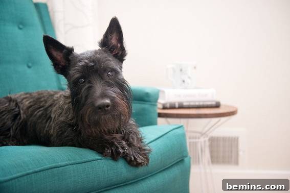 Scandinavian Sanctuary: Bedroom and Bath Transformation 13 A shaggy black dog sitting comfortably on a blue couch, showcasing the pet-friendly design.