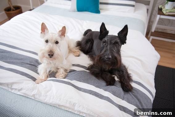 Scandinavian Sanctuary: Bedroom and Bath Transformation 17 A white and black dog laying on the end of a bed, showcasing the room's comfort and style.