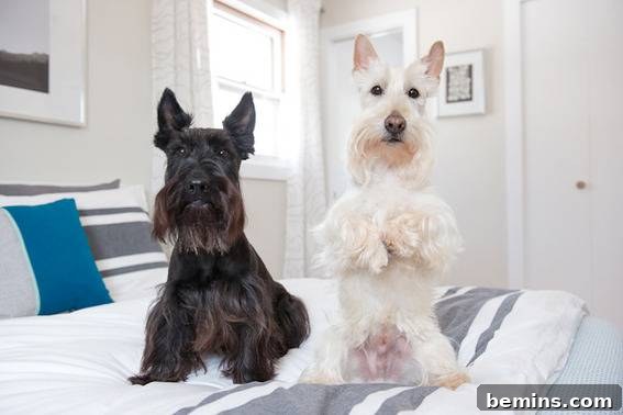 Scandinavian Sanctuary: Bedroom and Bath Transformation 22 A black and white dog pose next two each other on a bed, showcasing the room's comfort and style.