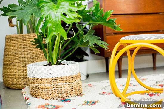 "Well grown plants are placed and yellow stool is also there."