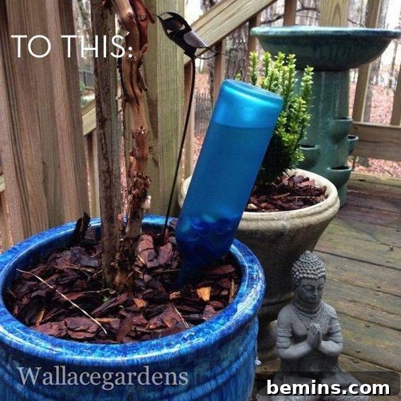 Wine bottle serving as a self-watering device in a potted plant.