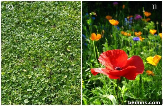 Grass-Free Yards: 11 Stunning Landscape Alternatives 7 Kidney Weed Ground Cover