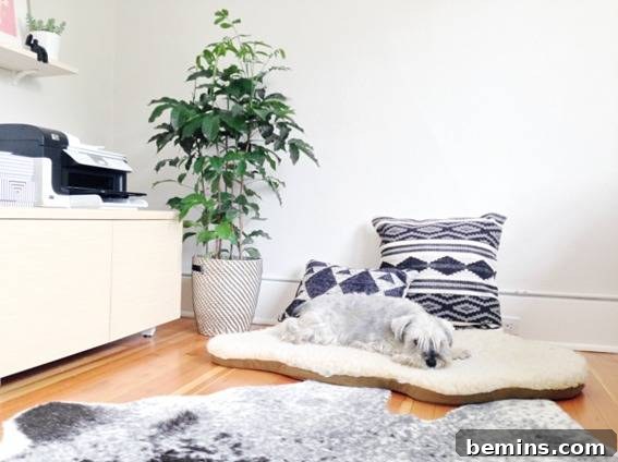 "Dog sleeping on the white mat."