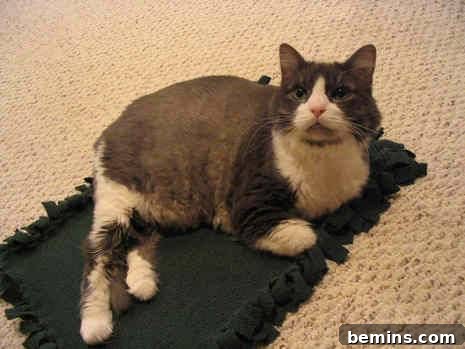 A cat is on the mat.