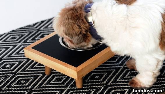 Dog eating from wooden stand.