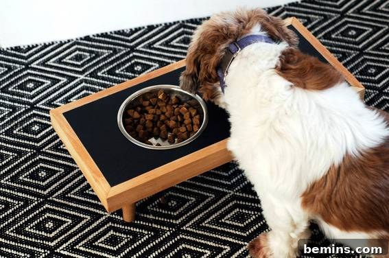 Small dog standing over a tray of food.