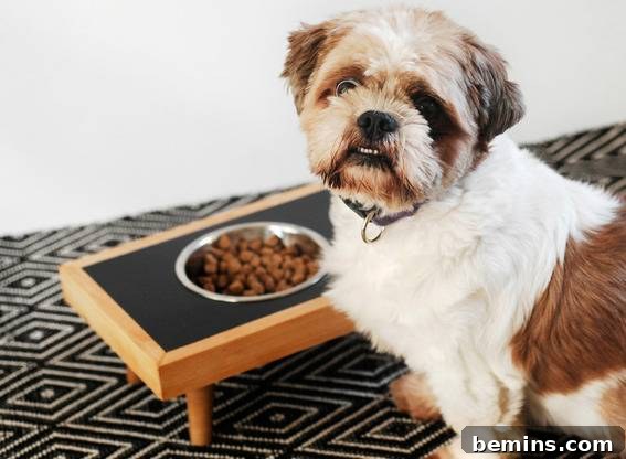 Dog eating from his new raised bowl.