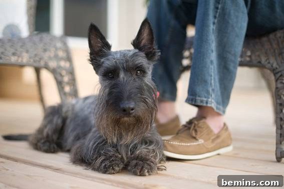 From Cluttered to Chic: A Backyard Deck Transformation 18 A small black dog sitting at the feet of its owner on the new lawn.