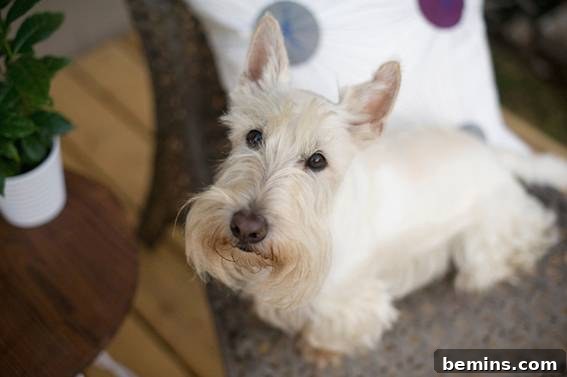 From Cluttered to Chic: A Backyard Deck Transformation 20 A small white dog looking up next to a wooden table with a potted plant.
