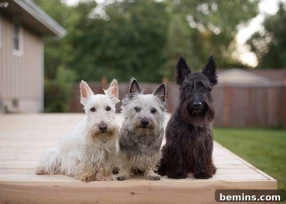 From Cluttered to Chic: A Backyard Deck Transformation 6 Three dogs sitting together on the newly built deck.
