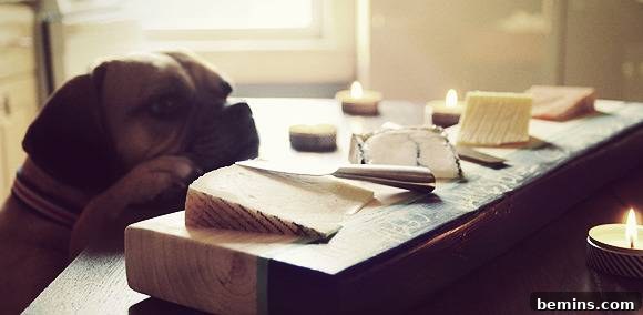 Dog Photobombing the Cheese Tray Photo