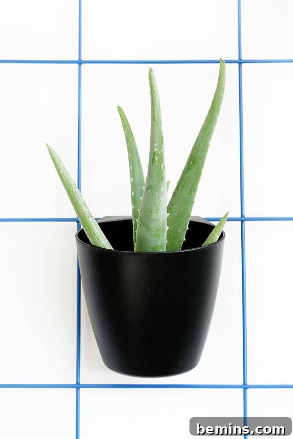 DIY Modern Wire Plant Hanger in a Brightly Lit Room