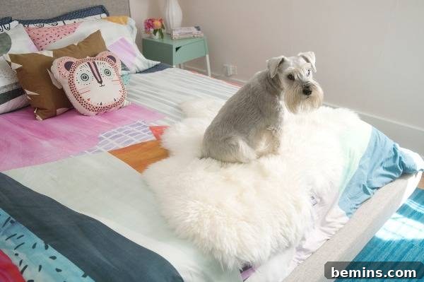 A dog sitting on a colorful bed in a room with white walls.