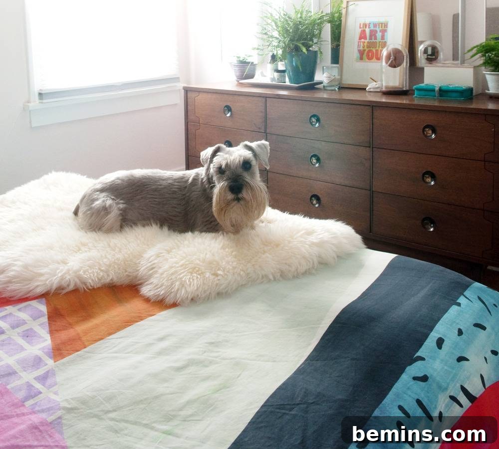 Dog laying on furry sham on bed near a dresser in bedroom.