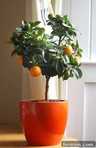 Mini citrus tree growing indoors