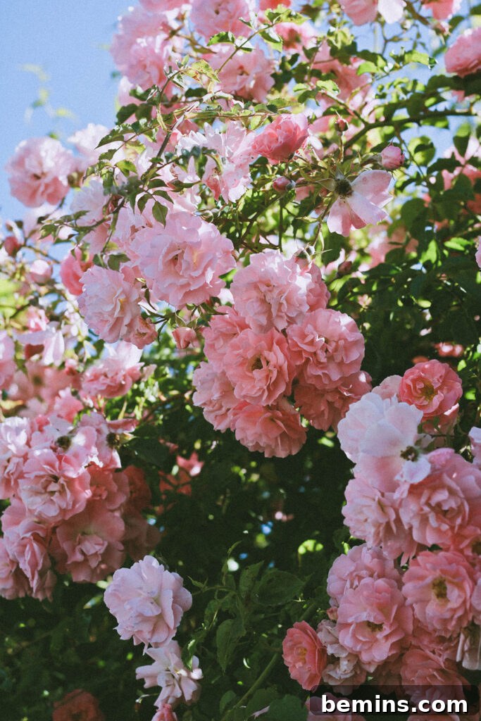 Rose clippings for budget landscaping