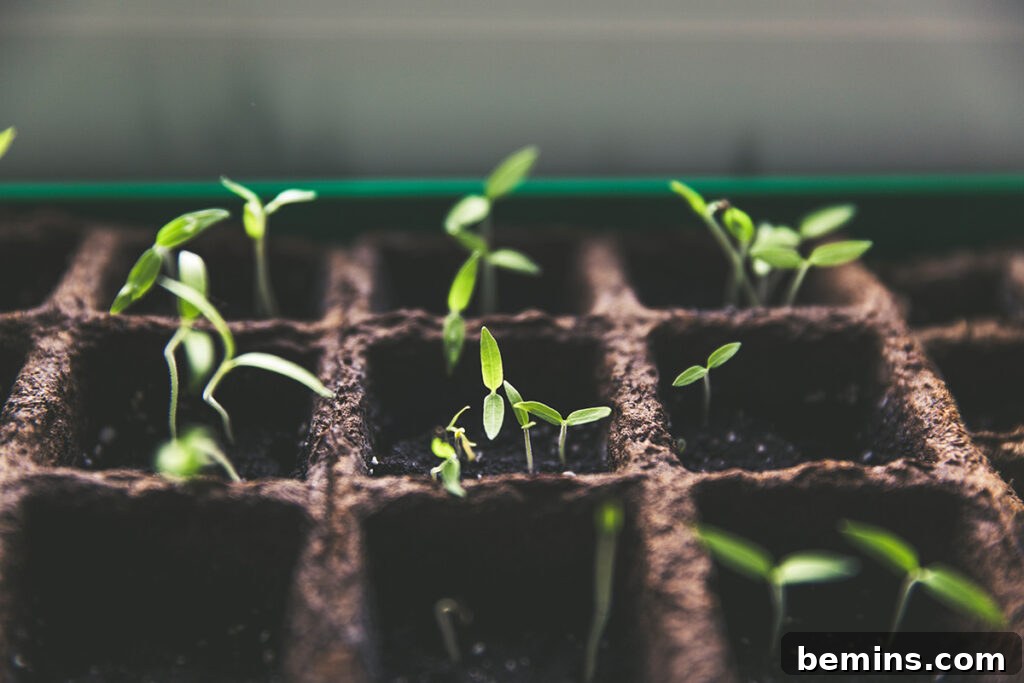 Growing plants from seed