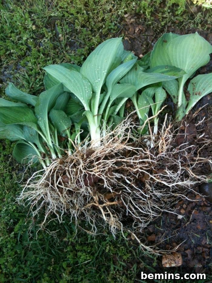 Dividing hosta plants