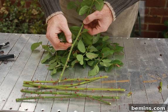 Rose bush cuttings