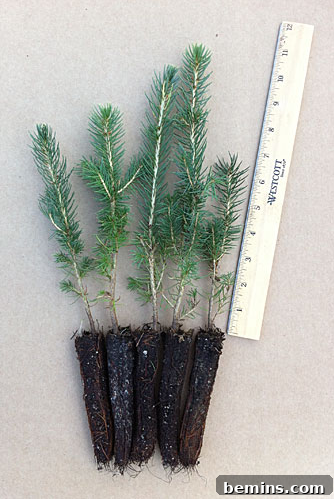Evergreen seedlings