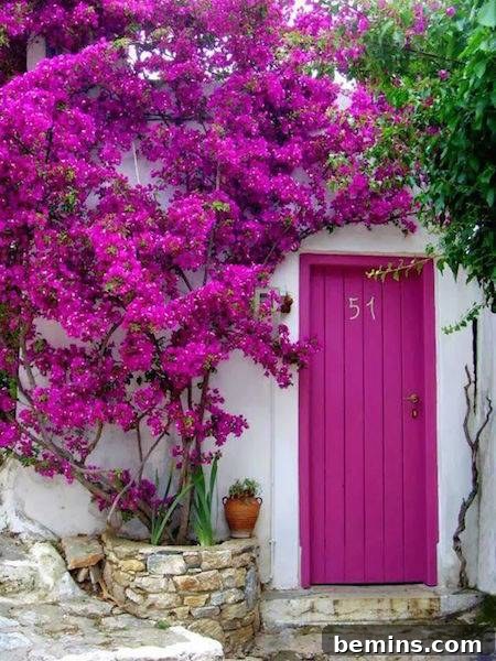 A fuchsia door with a giant fuchsia plant growing up the front of the building, creating a dramatic and vibrant entrance.