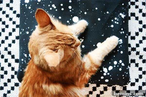 An orange and white cat is sitting on a black blanket.