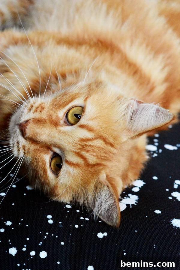 Ginger and white striped cat lying on a black, dotted with white mat.