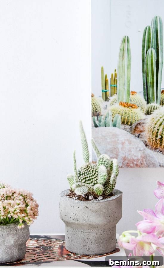 Plants and cactuses are growing in a white room.