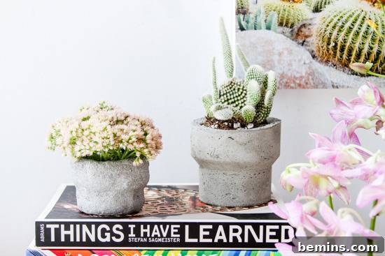 Flower plants and cactus plant
