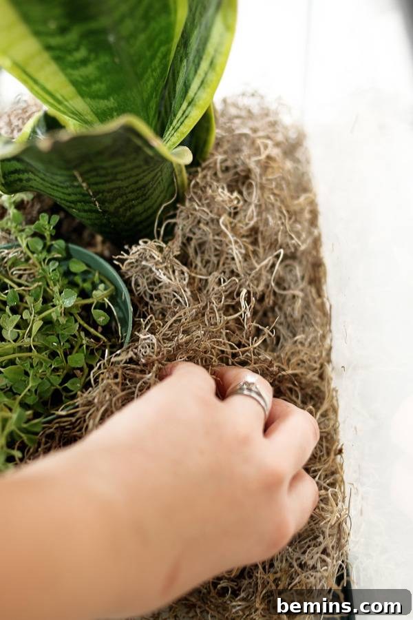 DIY Fall Terrarium: Simple Steps for Autumnal Beauty 5 An Everyday Terrarium with Moss and Plants