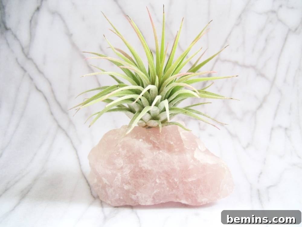 Totally Rockin' DIY Projects: Amp Up Your Creativity 6 Air plants displayed in quartz crystals, a minimalist and natural home accent.
