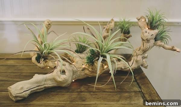 Driftwood Decor: 15 Coastal Style Ideas 13 DIY driftwood & tillandsia centerpiece