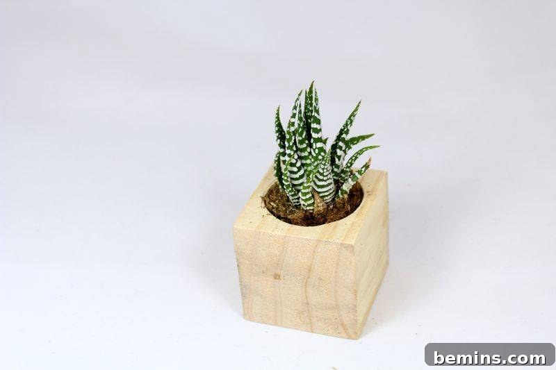 A small, vibrant plant is growing out of a rustic wooden block planter, sitting in gentle sunlight.