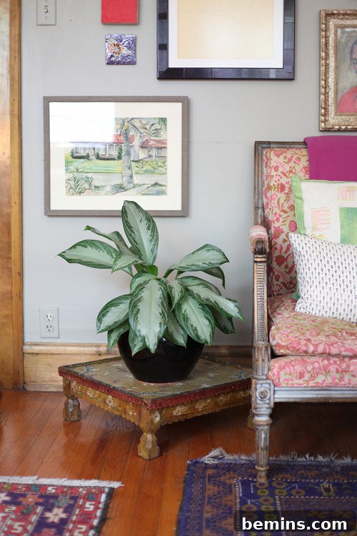 Chinese Evergreen