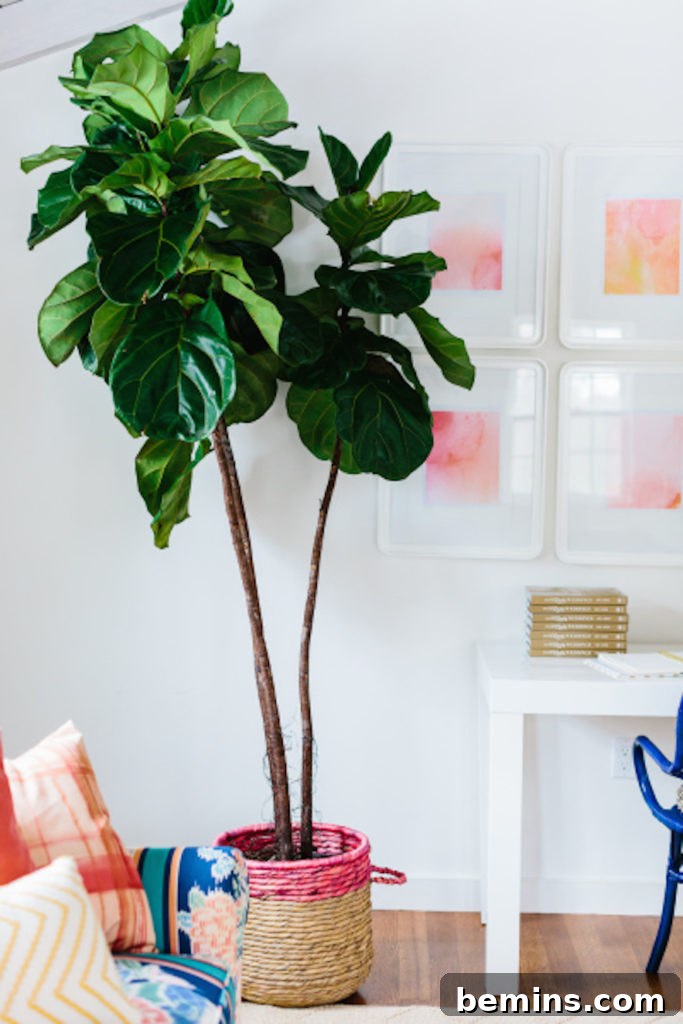 Fiddle Leaf Fig