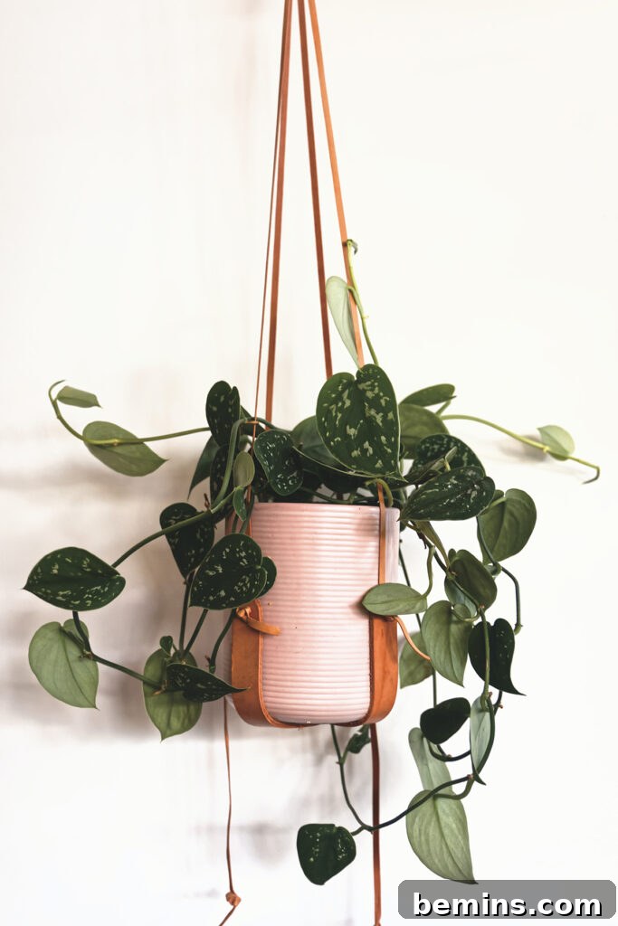 Pothos plant
